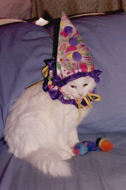 a sad cat wearing a colorful triangular hat and ruffled collar