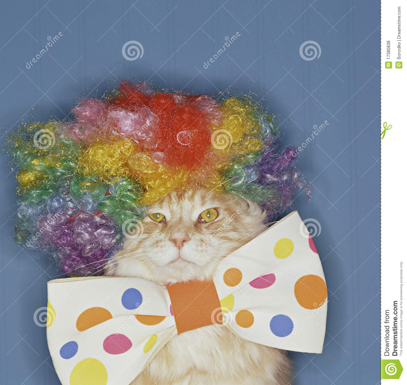 an orange tabby cat wearing a colorful curly wig and dotted bow tie
