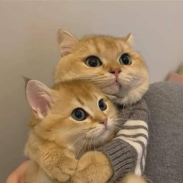 A cute cat with bright eyes