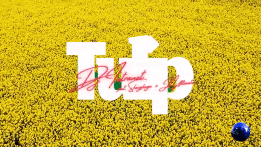 Tulip video GIF