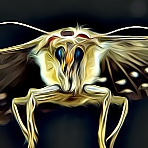 Thumbnail for Moth Name Generator