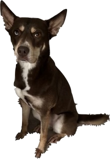 Hi! I'm Mira
