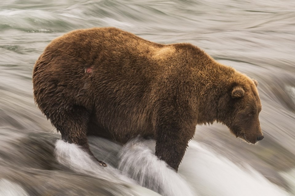 Grazer the bear