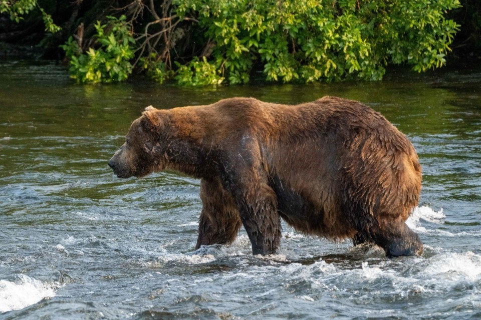 Holly the bear