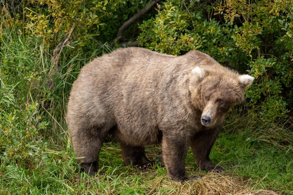 Walker the bear