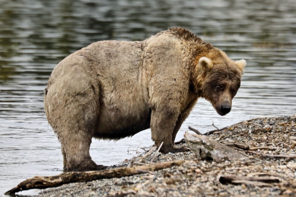 Pasghetti the bear