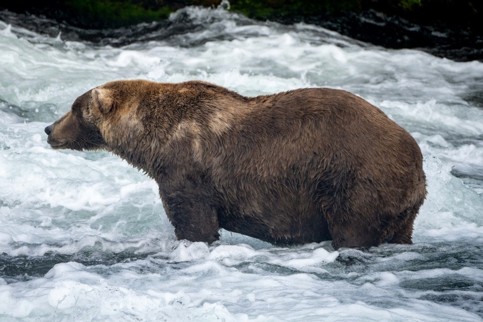 Chunk the bear