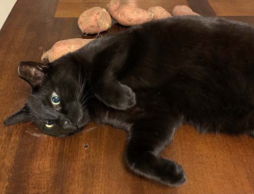 photo of a black cat on a table laying against a pile of sweet potatoes