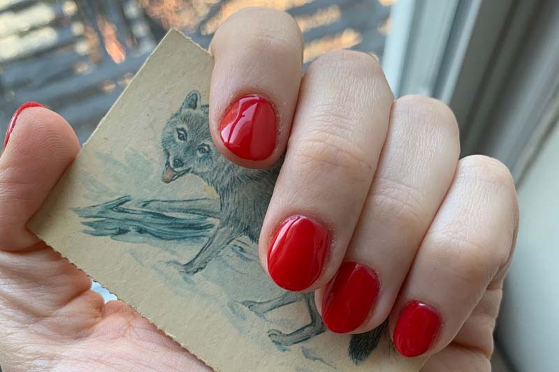 a photo of a hand holding a card with a wolf on it and the nails are red