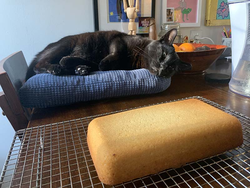 my black cat, pumagreg, laying on the table next to a small loaf cake on a cooling rack