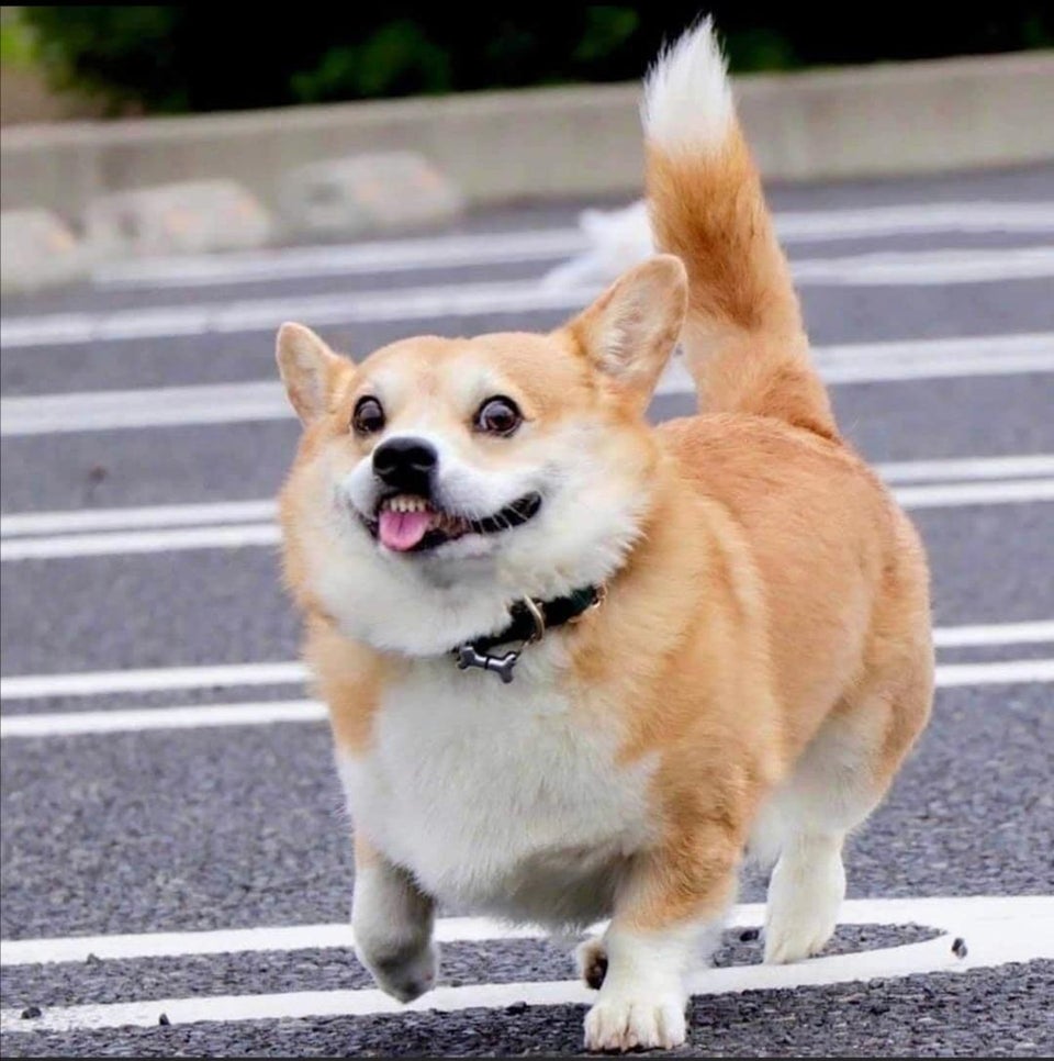 strutting