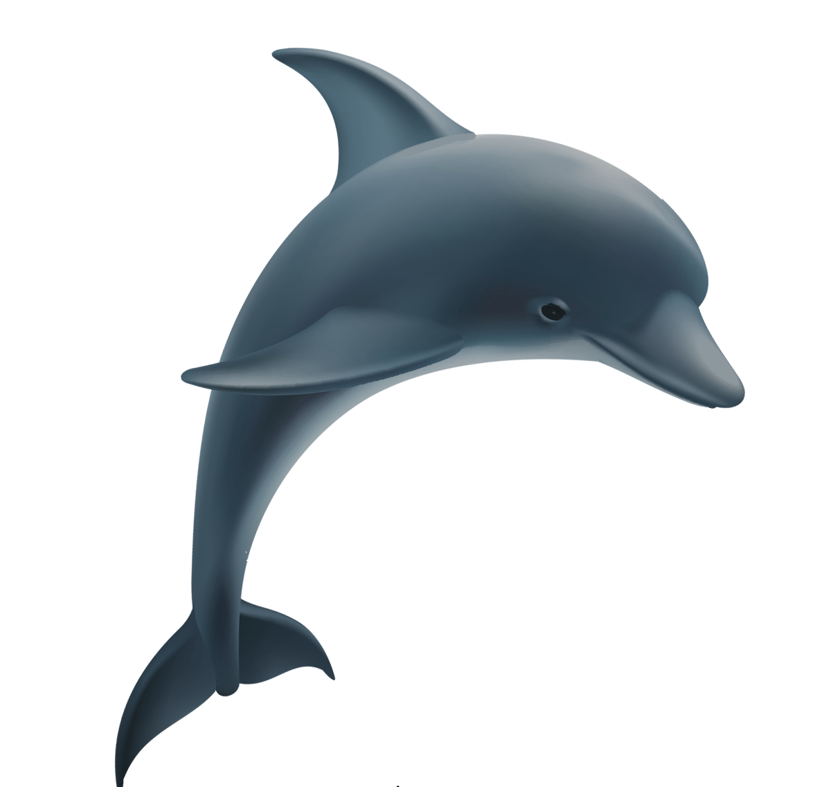 dolphin