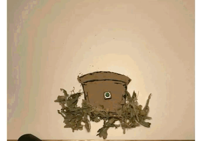 stop motion; seed growing into tree