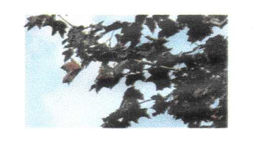 GIF08